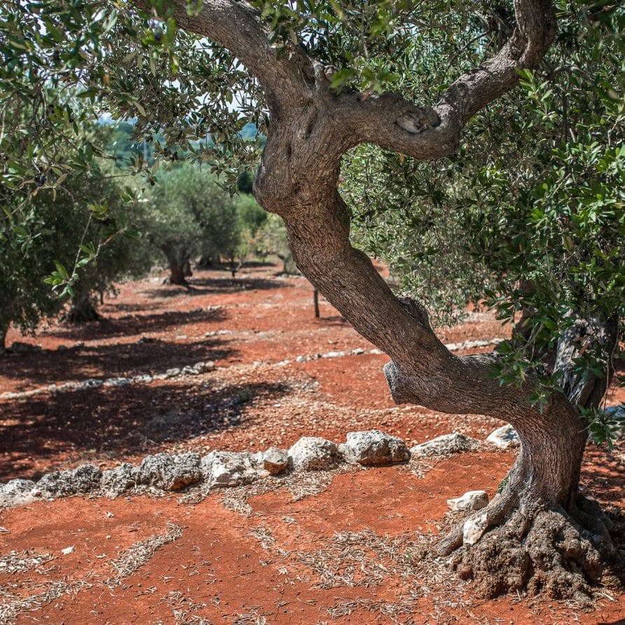 Luxury Trullo Termetrio
